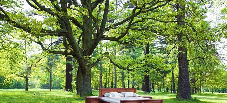 Canadians Will Pay More for Environmentally Friendly Sleep Products